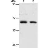 ACOT11 Antibody from Signalway Antibody (36020) - Antibodies.com
