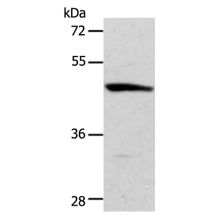 ACTR3B Antibody from Signalway Antibody (36032) - Antibodies.com