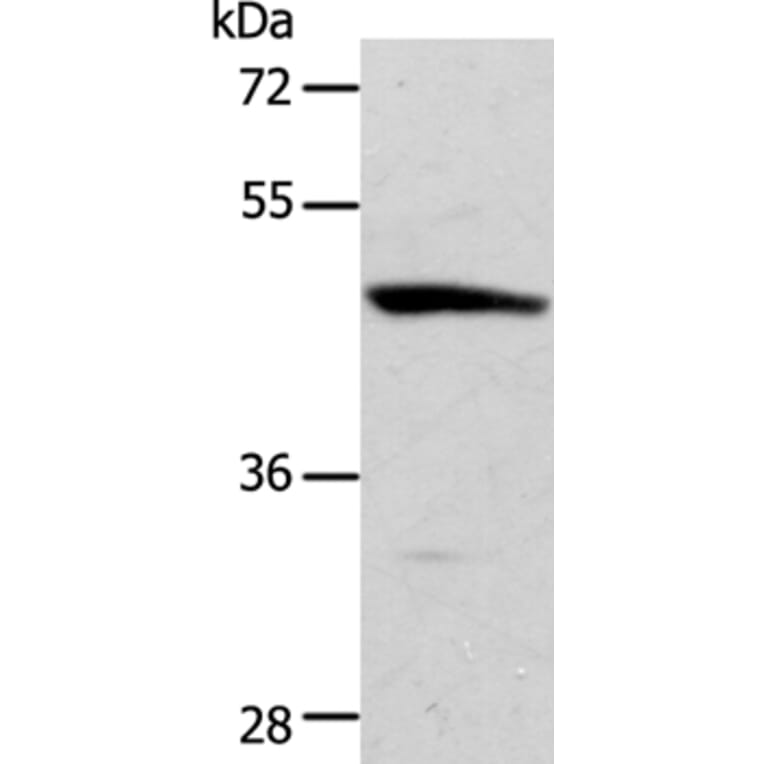 ACTR3B Antibody from Signalway Antibody (36032) - Antibodies.com