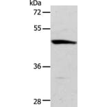 ACTR3B Antibody from Signalway Antibody (36032) - Antibodies.com