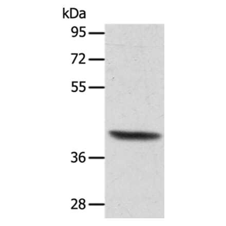 ACTRT1 Antibody from Signalway Antibody (36033) - Antibodies.com