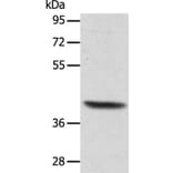 ACTRT1 Antibody from Signalway Antibody (36033) - Antibodies.com