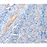 Immunohistochemistry - ACTRT1 Antibody from Signalway Antibody (36033) - Antibodies.com
