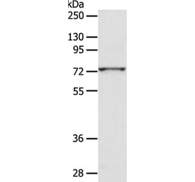 ADAM10 Antibody from Signalway Antibody (36038) - Antibodies.com