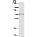 ADAM10 Antibody from Signalway Antibody (36038) - Antibodies.com