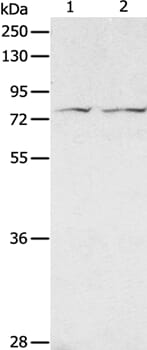 Gel: 8% SDS-PAGE Lysates (from left to right): PC3 and hela cell Amount of lysate: 40ug per lane Primary antibody: 1/100 dilution Secondary antibody dilution: 1/8000 Exposure time: 10 seconds