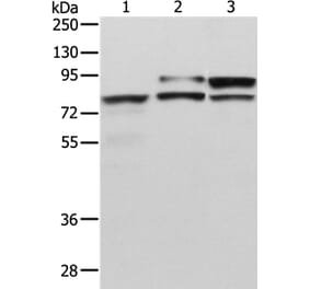ADAM15 Antibody from Signalway Antibody (36040) - Antibodies.com