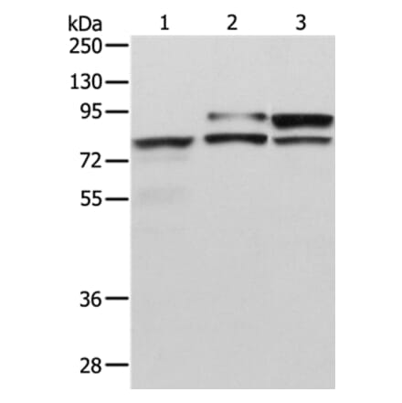 ADAM15 Antibody from Signalway Antibody (36040) - Antibodies.com