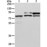 ADAM15 Antibody from Signalway Antibody (36040) - Antibodies.com