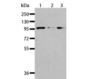 AKAP8L Antibody from Signalway Antibody (36068) - Antibodies.com