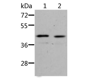 NIF3L1 Antibody from Signalway Antibody (36088) - Antibodies.com