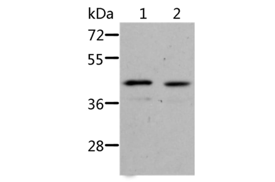 NIF3L1 Antibody from Signalway Antibody (36088) - Antibodies.com