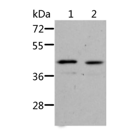 NIF3L1 Antibody from Signalway Antibody (36088) - Antibodies.com