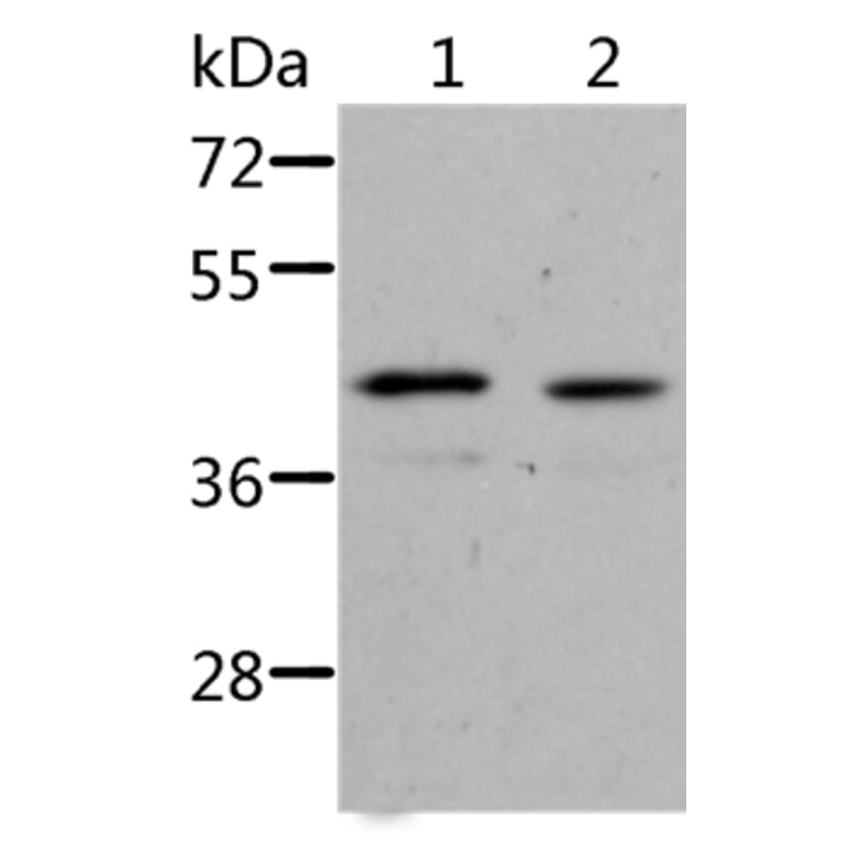 NIF3L1 Antibody from Signalway Antibody (36088) - Antibodies.com