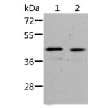 NIF3L1 Antibody from Signalway Antibody (36088) - Antibodies.com