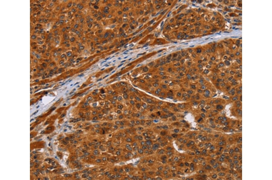 Immunohistochemistry - NIF3L1 Antibody from Signalway Antibody (36088) - Antibodies.com