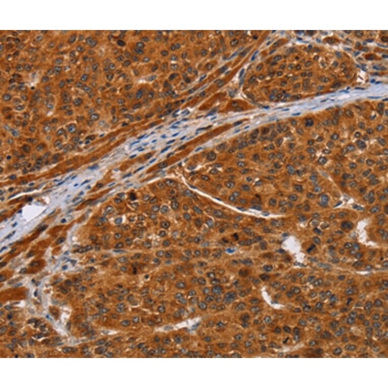 Immunohistochemistry - NIF3L1 Antibody from Signalway Antibody (36088) - Antibodies.com