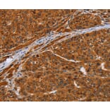 Immunohistochemistry - NIF3L1 Antibody from Signalway Antibody (36088) - Antibodies.com