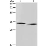 AMDHD2 Antibody from Signalway Antibody (36092) - Antibodies.com