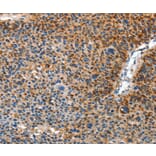Immunohistochemistry - AMDHD2 Antibody from Signalway Antibody (36092) - Antibodies.com