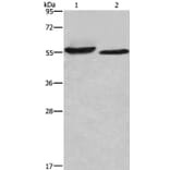AMIGO2 Antibody from Signalway Antibody (36094) - Antibodies.com