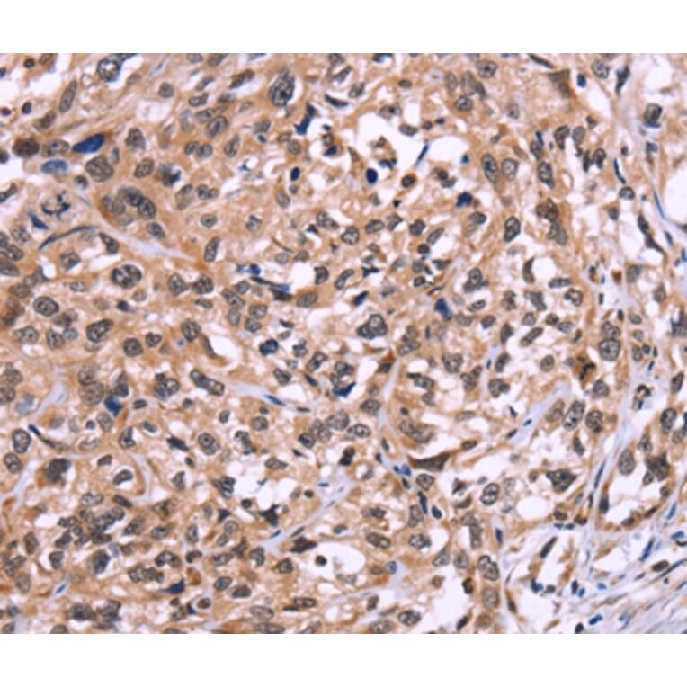 Immunohistochemistry - AMIGO2 Antibody from Signalway Antibody (36094) - Antibodies.com