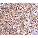 Immunohistochemistry - AMIGO2 Antibody from Signalway Antibody (36094) - Antibodies.com