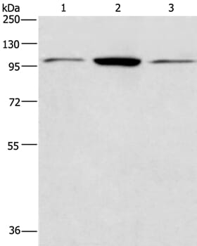 Gel: 8% SDS-PAGE Lysates (from left to right): Hela, Jurkat and NIH/3T3 cell Amount of lysate: 40ug per lane Primary antibody: 1/200 dilution Secondary antibody dilution: 1/8000 Exposure time: 40 seconds
