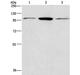 ANAPC2 Antibody from Signalway Antibody (36111) - Antibodies.com