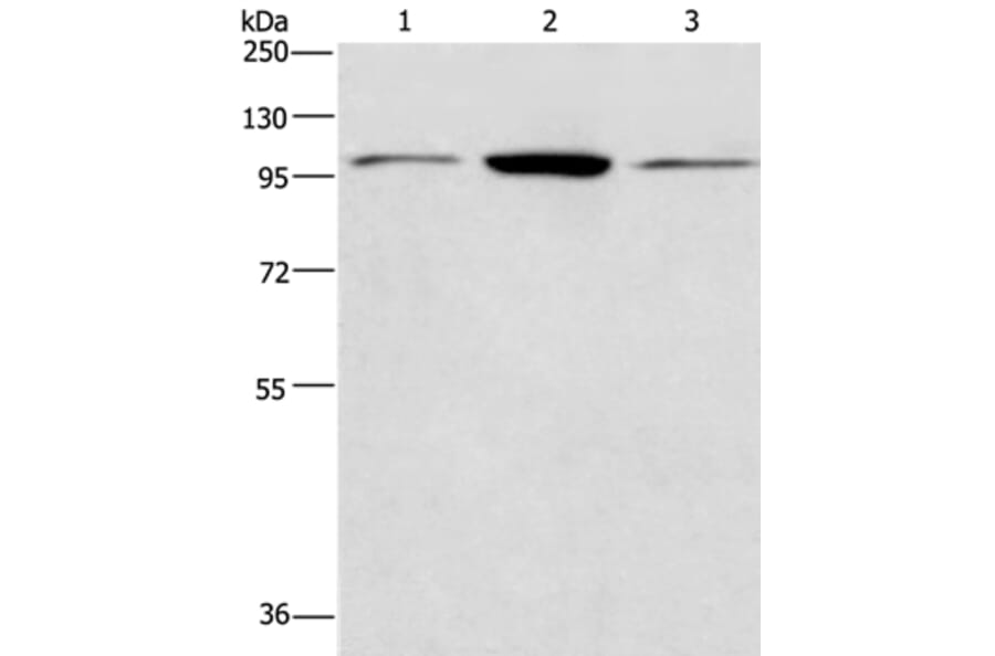 ANAPC2 Antibody from Signalway Antibody (36111) - Antibodies.com