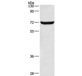 ANAPC5 Antibody from Signalway Antibody (36113) - Antibodies.com