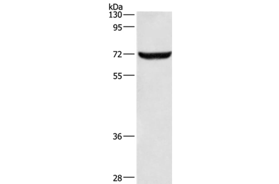 ANAPC5 Antibody from Signalway Antibody (36113) - Antibodies.com