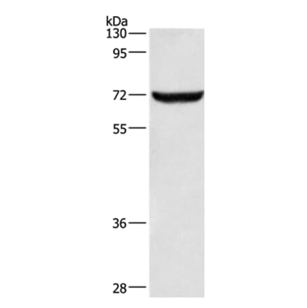 ANAPC5 Antibody from Signalway Antibody (36113) - Antibodies.com