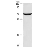 ANAPC5 Antibody from Signalway Antibody (36113) - Antibodies.com