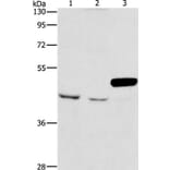 ARMCX3 Antibody from Signalway Antibody (36140) - Antibodies.com