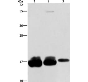 IFITM3 Antibody from Signalway Antibody (36149) - Antibodies.com