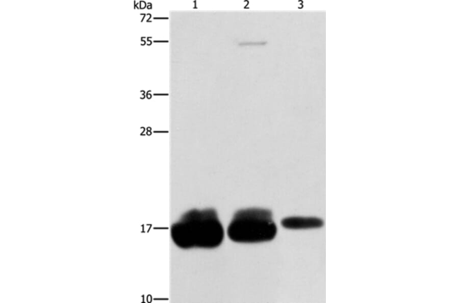 IFITM3 Antibody from Signalway Antibody (36149) - Antibodies.com