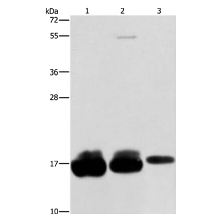 IFITM3 Antibody from Signalway Antibody (36149) - Antibodies.com