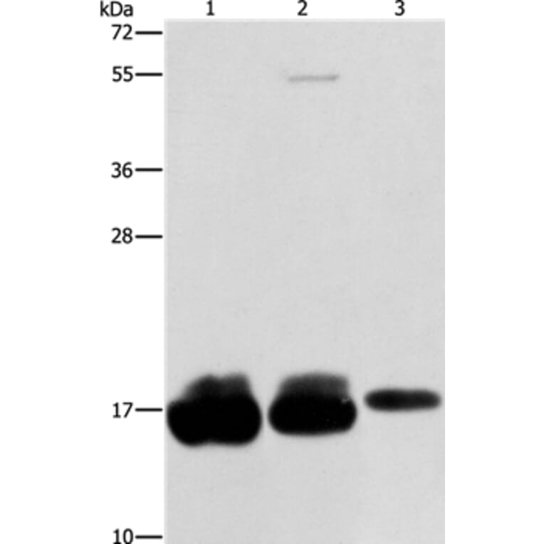 IFITM3 Antibody from Signalway Antibody (36149) - Antibodies.com