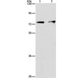 INTS10 Antibody from Signalway Antibody (36159) - Antibodies.com