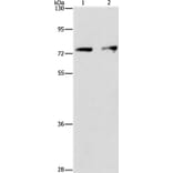 INTS10 Antibody from Signalway Antibody (36159) - Antibodies.com