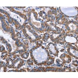 Immunohistochemistry - INTS10 Antibody from Signalway Antibody (36159) - Antibodies.com