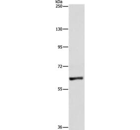 UBQLN1 Antibody from Signalway Antibody (36171) - Antibodies.com