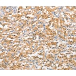 Immunohistochemistry - UBQLN1 Antibody from Signalway Antibody (36171) - Antibodies.com