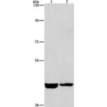 CSNK1E Antibody from Signalway Antibody (36232) - Antibodies.com