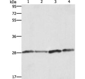BCAP31 Antibody from Signalway Antibody (36275) - Antibodies.com