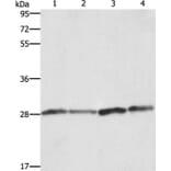 BCAP31 Antibody from Signalway Antibody (36275) - Antibodies.com