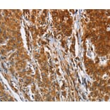 Immunohistochemistry - BCAP31 Antibody from Signalway Antibody (36275) - Antibodies.com