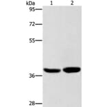 CAB39L Antibody from Signalway Antibody (36295) - Antibodies.com