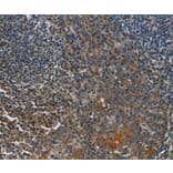 Immunohistochemistry - CACNB1 Antibody from Signalway Antibody (36297) - Antibodies.com